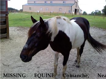 MISSING EQUINE Comanche, Near Cottonwood, AL, 36320